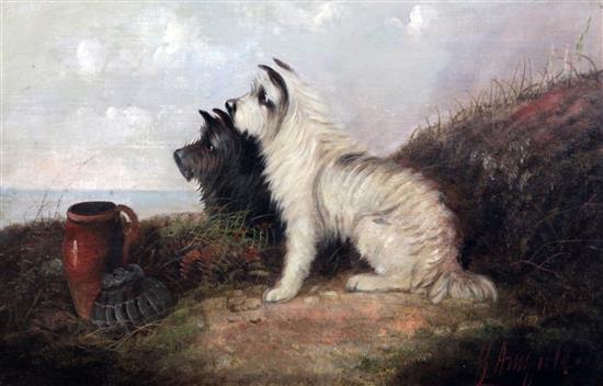George Armfield (1808-1893) Terriers rabbiting signed, 16 x 24in., unframed